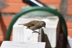 Loxigilla barbadensis