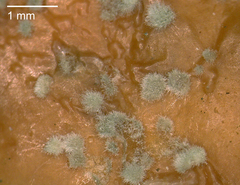 Monilinia fructicola