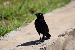 Quiscalus lugubris