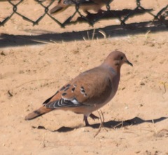 Zenaida aurita