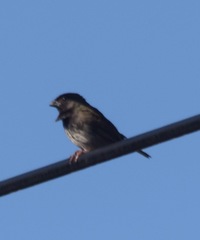 Melanospiza bicolor