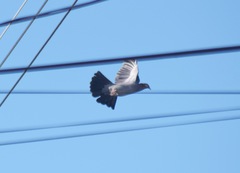 Patagioenas squamosa