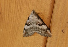 Aplocera praeformata