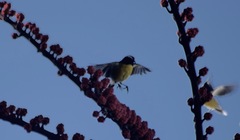 Coereba flaveola