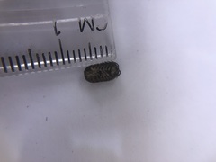 Armadillidiidae