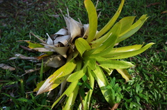 Werauhia gigantea, photograph Glynn Morris, CC BY, iNaturalist via GBIF