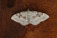 Xanthorhoe montanata