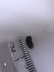 Armadillidiidae