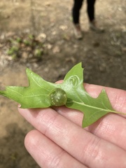 Dryocosmus quercuspalustris