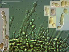 Monilinia fructicola