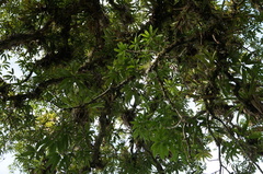 Werauhia gigantea, photograph Glynn Morris, CC BY, iNaturalist via GBIF