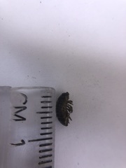 Armadillidiidae