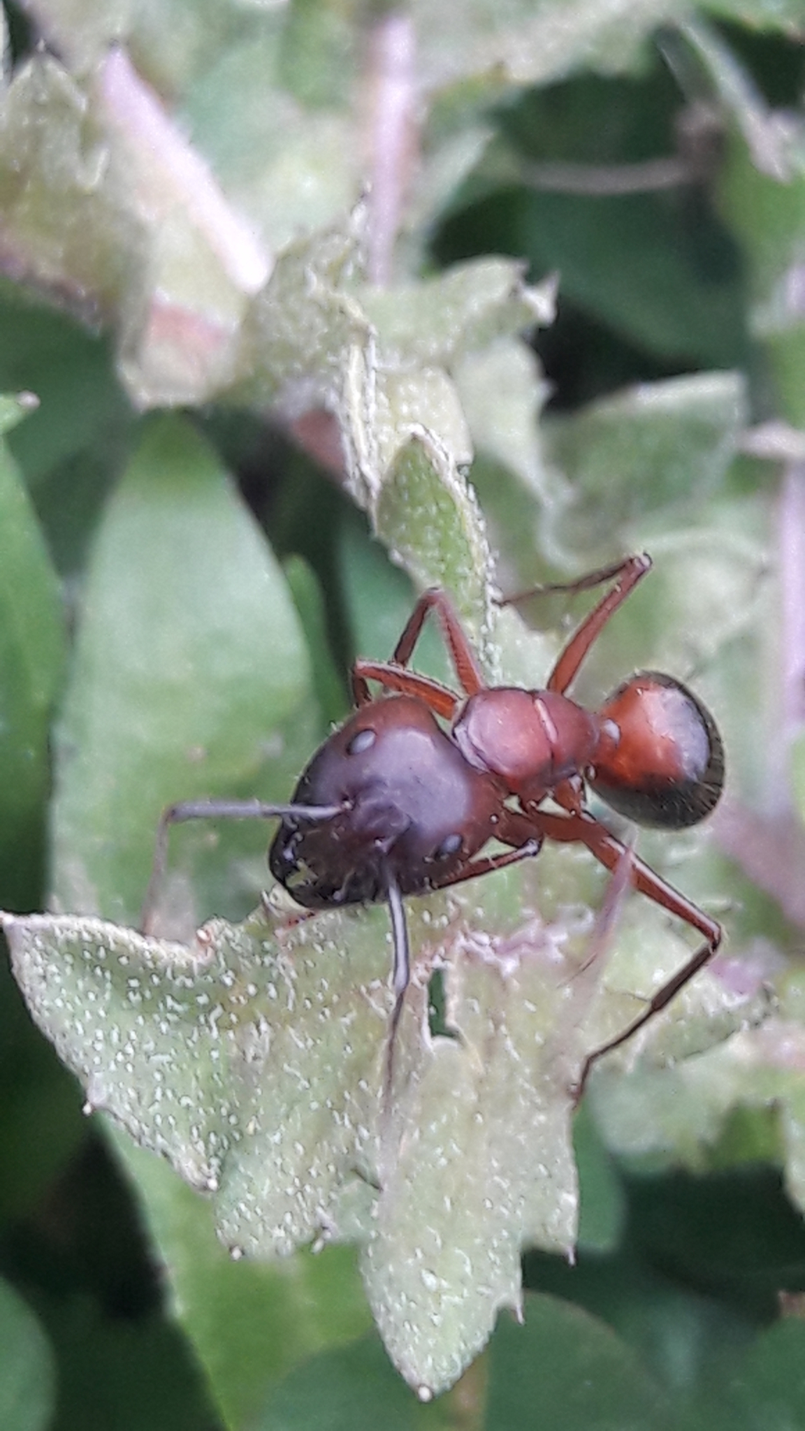 Camponotus festai