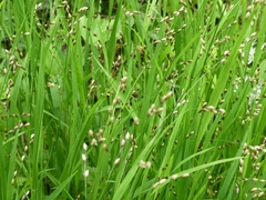 Melica uniflora