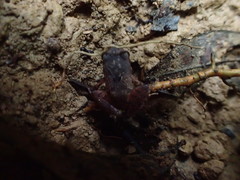 Craugastor stejnegerianus