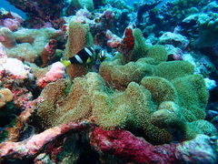 Stichodactyla mertensii