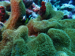 Stichodactyla mertensii