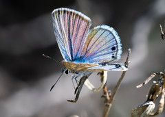 Echinargus isola