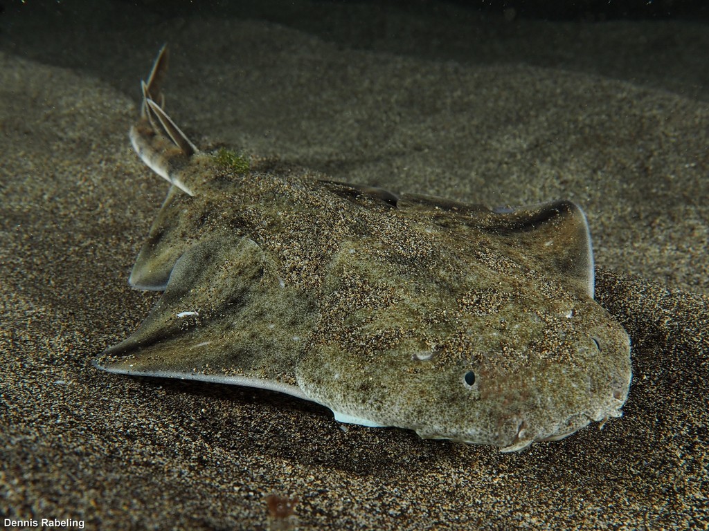 Angelshark Squatina Squatina Marine Life Identification Angelshark Squatina Squatina Marine Life Identification