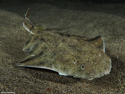 Angelshark, photo 4 of 10