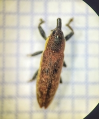 Lixus scabricollis