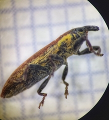 Lixus scabricollis