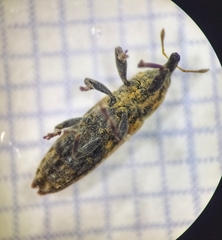 Lixus scabricollis
