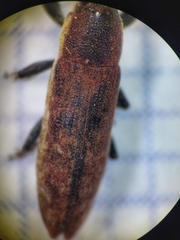 Lixus scabricollis