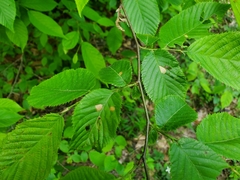 Coleophora ostryae