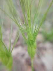 Aegilops