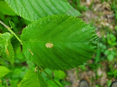 Coleophora ostryae