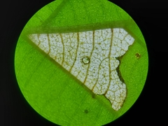 Coleophora ostryae