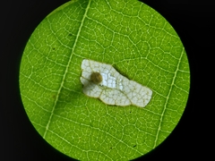 Coleophora ostryae