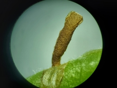 Coleophora ostryae