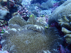 Stichodactyla mertensii