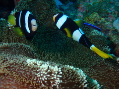 Stichodactyla mertensii