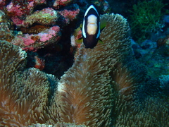 Stichodactyla mertensii