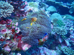 Amphiprion nigripes
