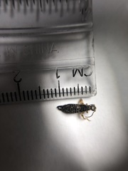 Dermaptera