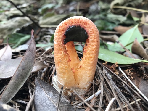 column stinkhorn