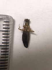 Dermaptera