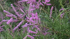 Tamarix ramosissima