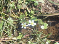 Ranunculus omiophyllus