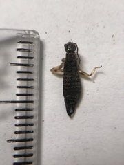 Dermaptera