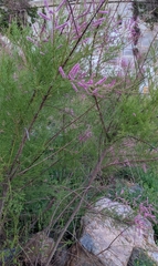 Tamarix ramosissima