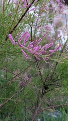 Tamarix ramosissima
