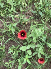 Gaillardia amblyodon