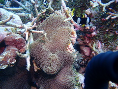 Stichodactyla mertensii