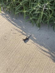 Sceloporus occidentalis
