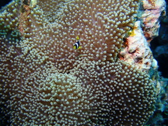 Stichodactyla mertensii